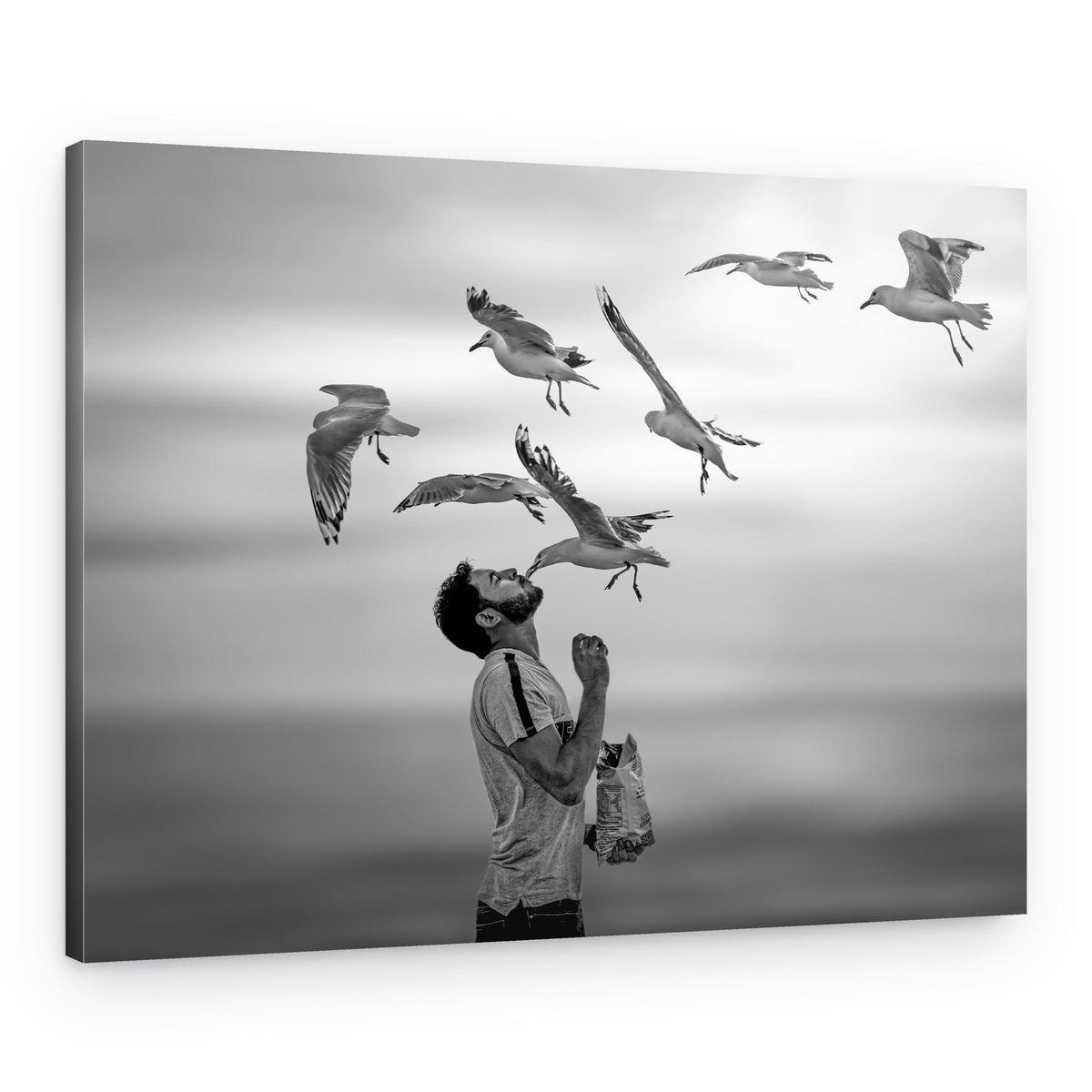 Man Feeds Flying Gulls – Canvas Print