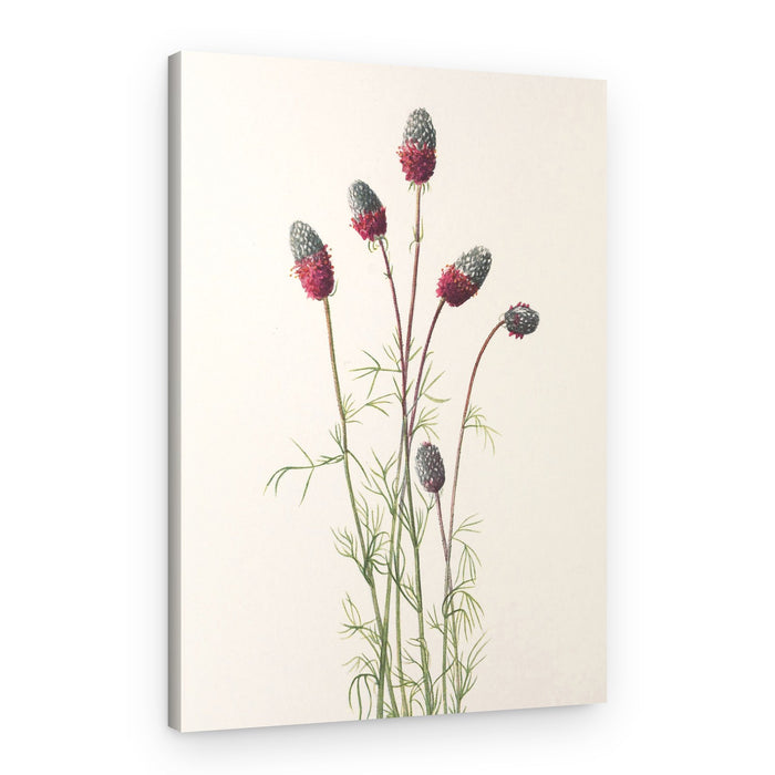Purple Prairie Clover From North American Wildflowers (1925) By Mary Vaux Walcott – Canvas Print