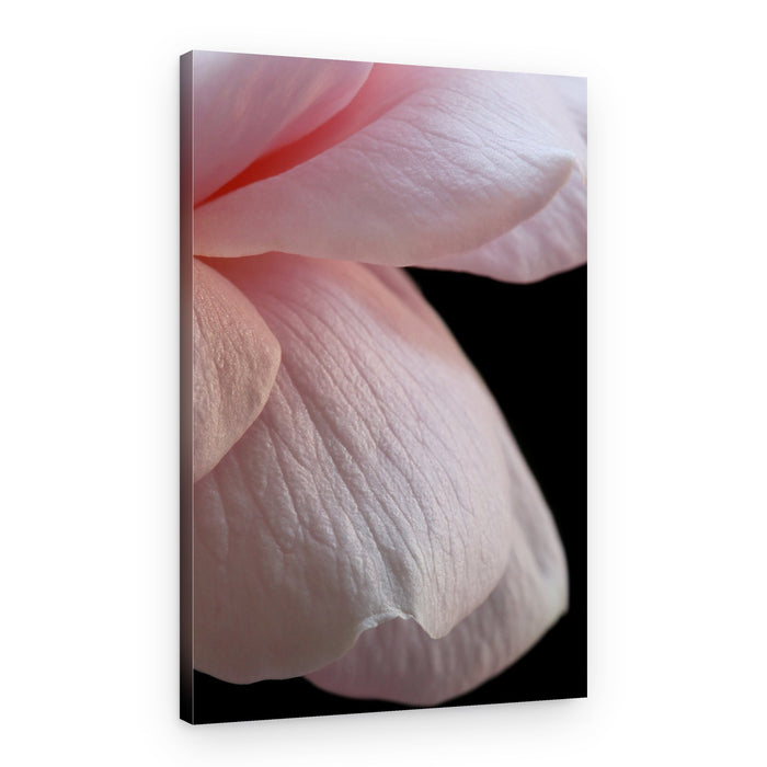 Soft Pink Petals – Canvas Print