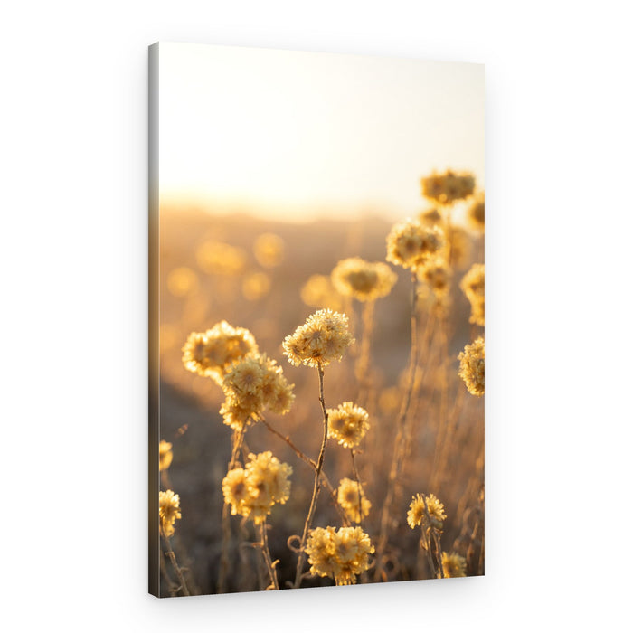 Sunlit Wildflowers – Canvas Print