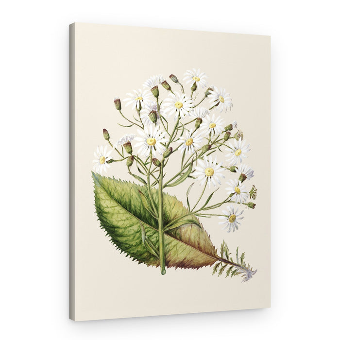 Senecio Hectori Drawn By Sarah Featon (1848–1927) – Canvas Print