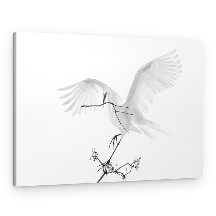Graceful Egret Nesting – Canvas Print