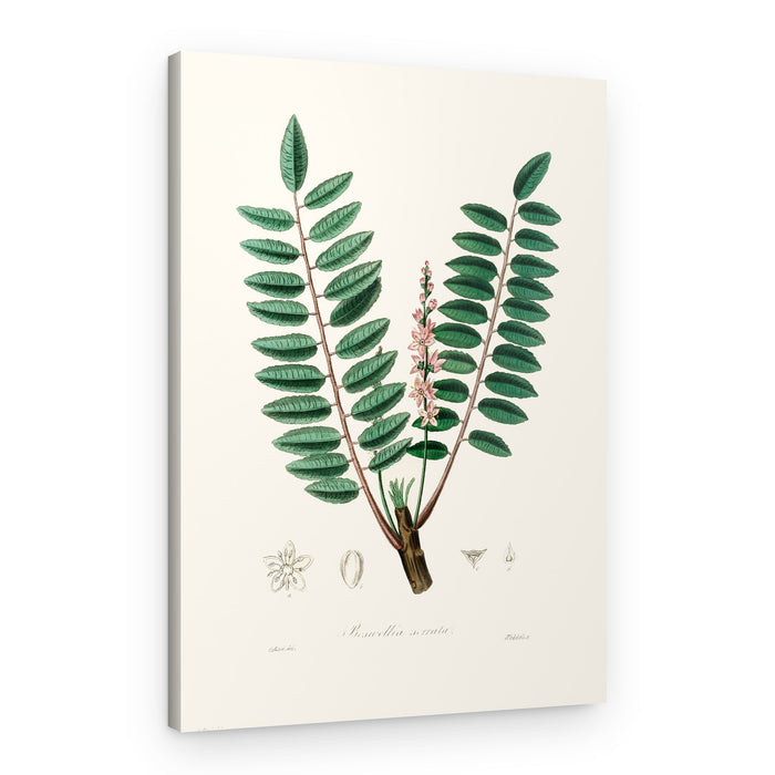 Boswellia Serrata Medical Botany – Canvas Print