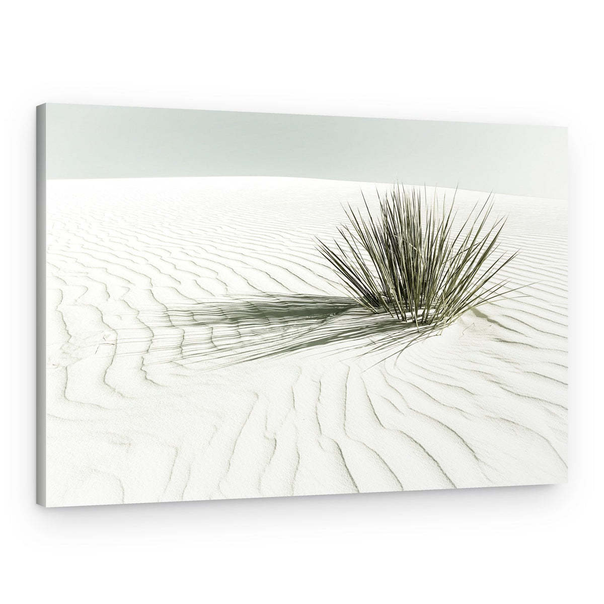 Minimalist Desert Plant – Canvas Print