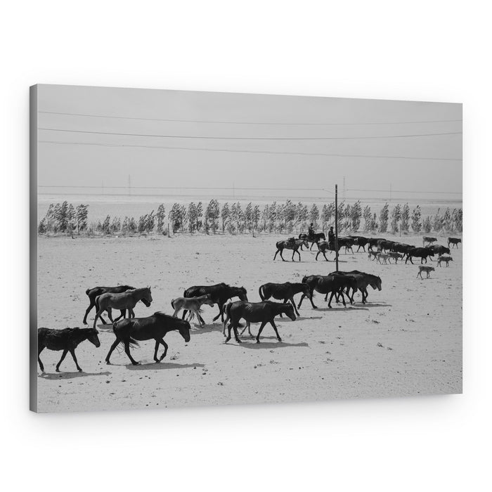 Desert Horse Herd – Canvas Print