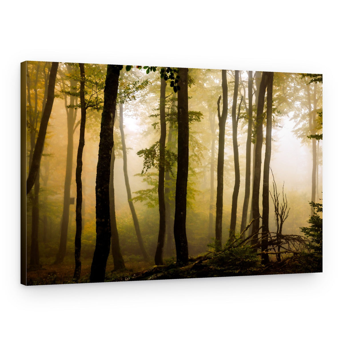 Misty Forest Light – Canvas Print