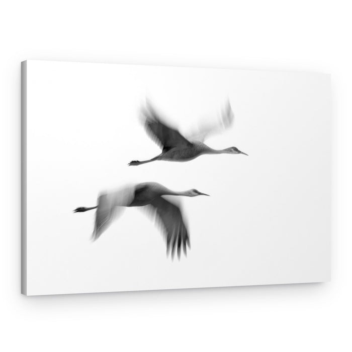 Cranes in Motion – Canvas Print