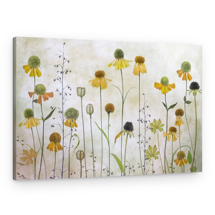 Helenium – Canvas Print