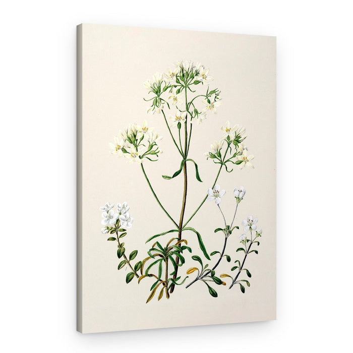 New Zealand Gentiana Drawn By Sarah Featon (1848–1927) – Canvas Print