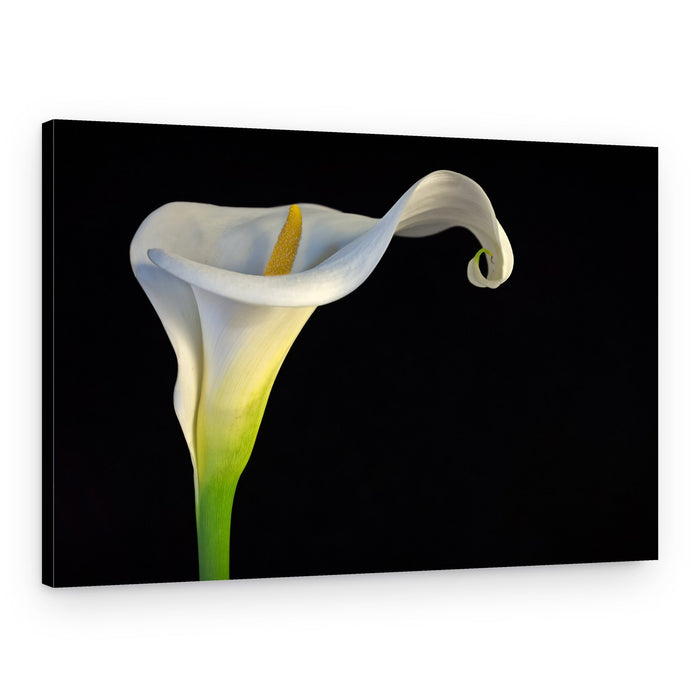 Elegant Calla Lily Bloom – Canvas Print