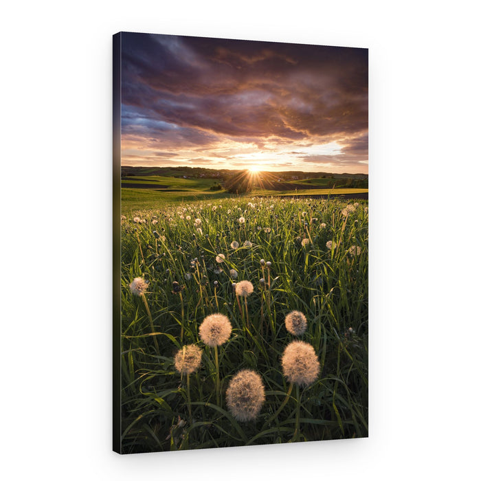 Poppy World – Canvas Print