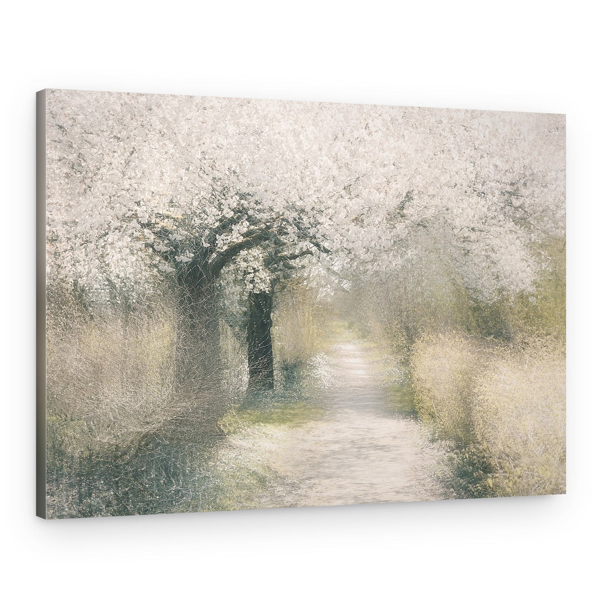 Cherry blossom – Canvas Print