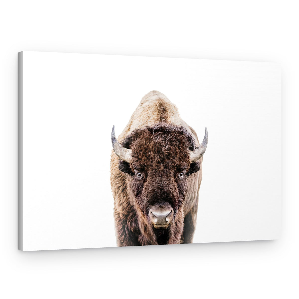 Bison – Canvas Print
