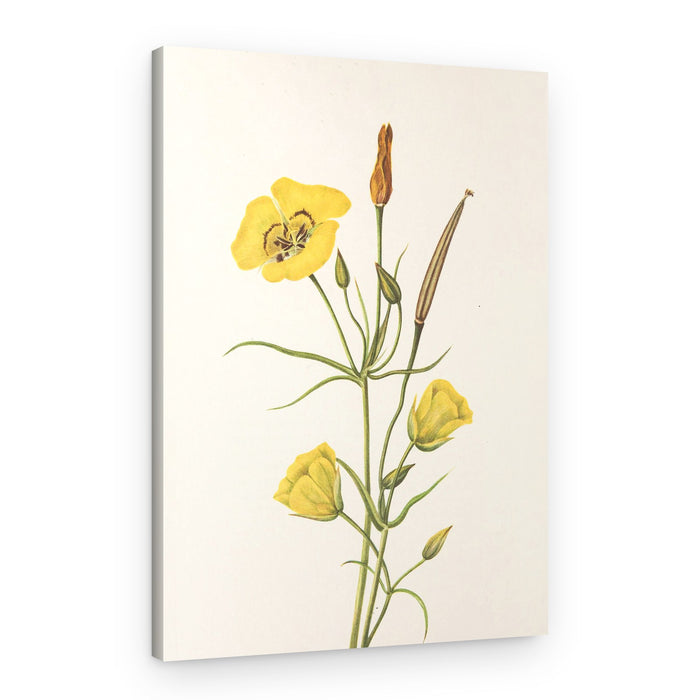 Goldenbowl Mariposa From North American Wildflowers (1925) By Mary Vaux Walcott – Canvas Print