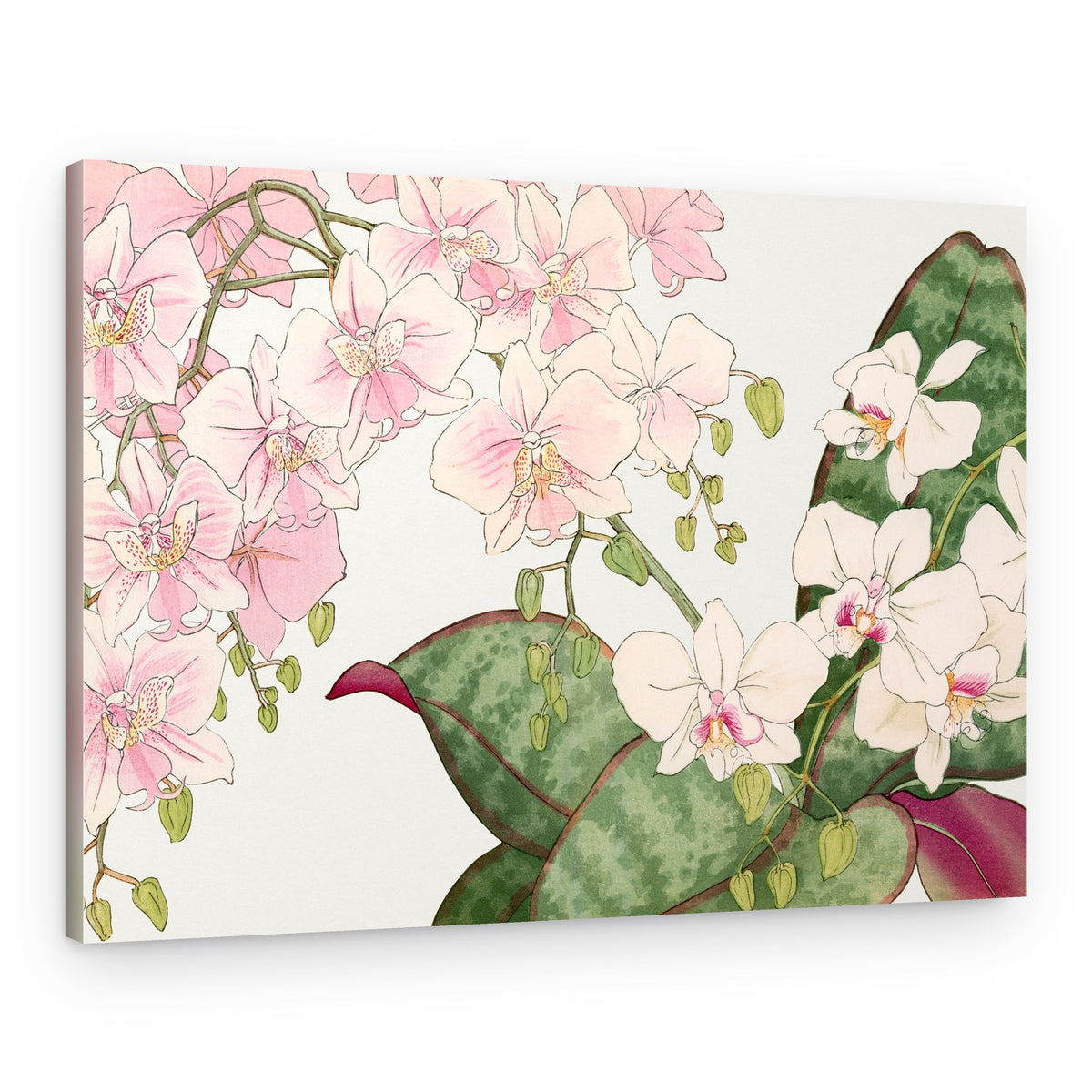 Vintage Orchid Flower No.2 – Canvas Print