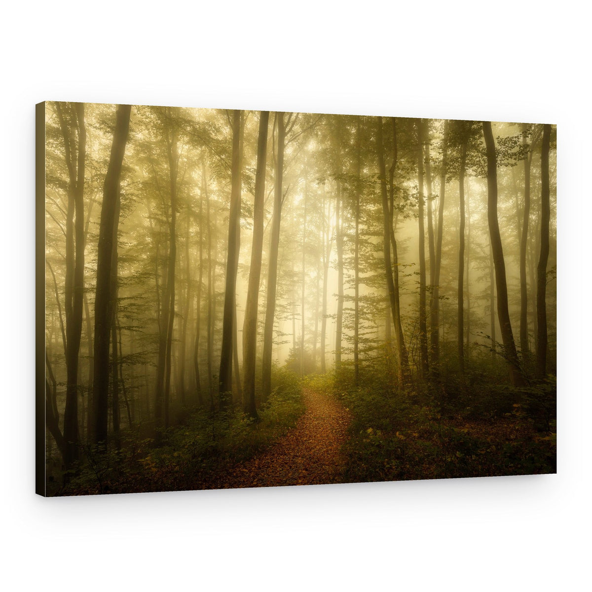 Enchanted Forest Trail – Canvas Print