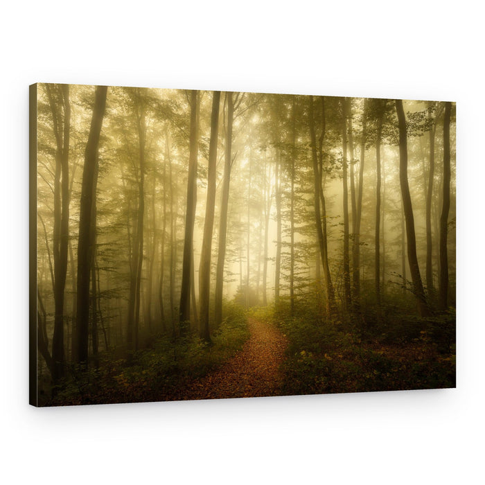 Enchanted Forest Trail – Canvas Print