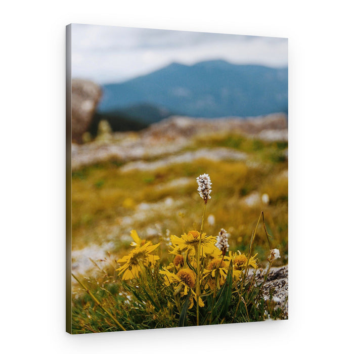 Mountain Wildflowers Bloom – Canvas Print