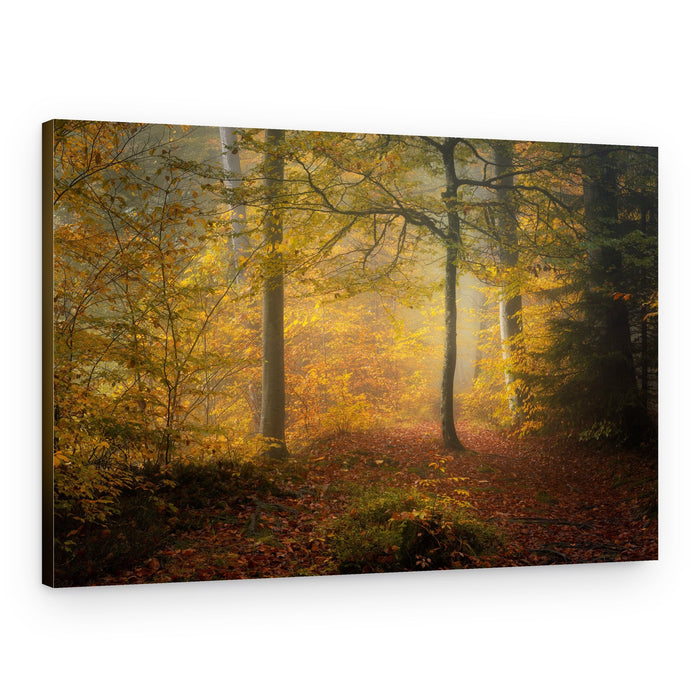 Golden Autumn Mist – Canvas Print