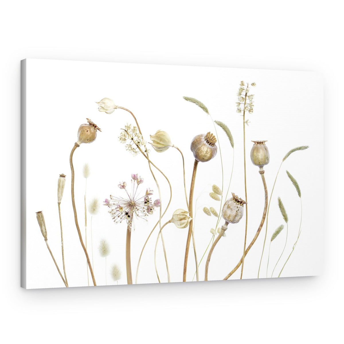 Pods – Canvas Print