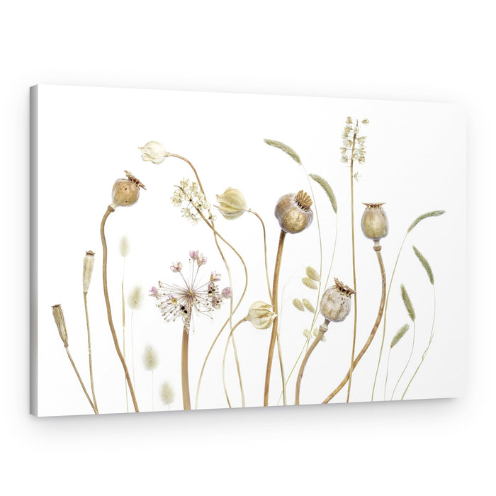 Pods – Canvas Print
