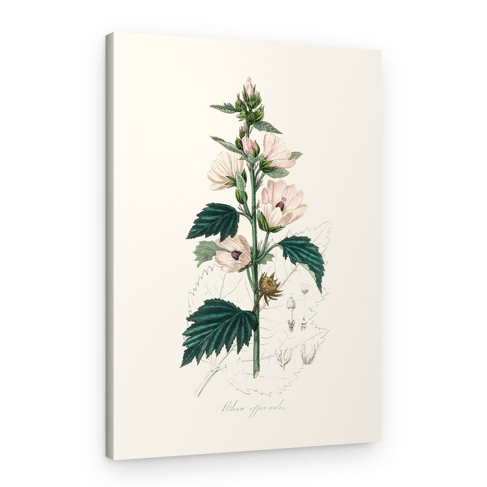 Common Marshmallow (althea Officinalis) Medical Botany – Canvas Print
