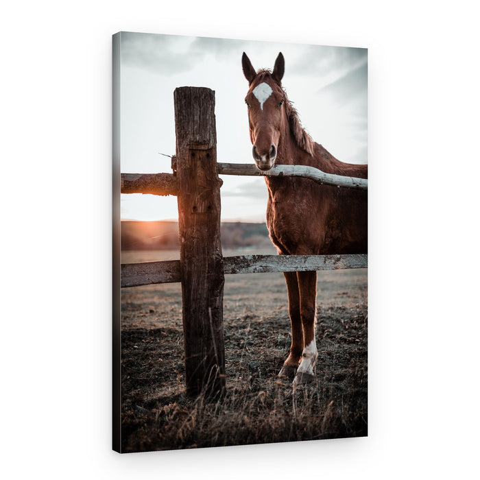 Brown Horse at Sunset – Canvas Print