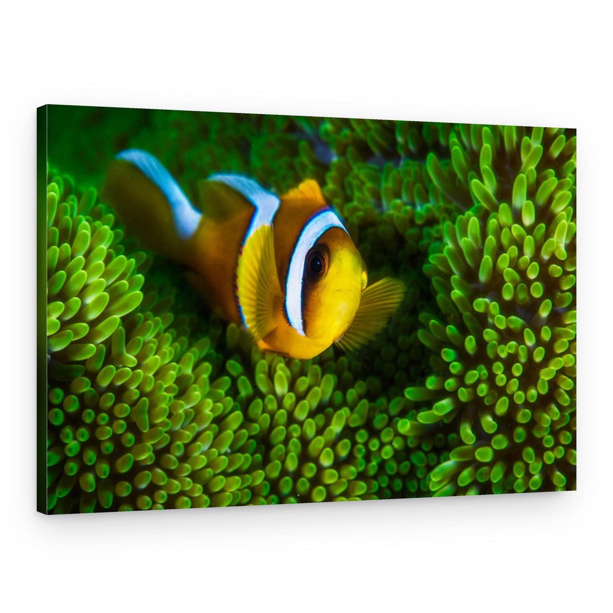 Tropical Clownfish Haven – Canvas Print