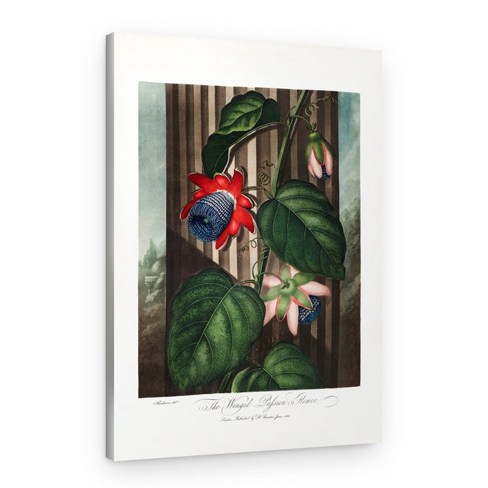 The Winged Passion-Flower from The Temple of Flora (1807) – Canvas Print