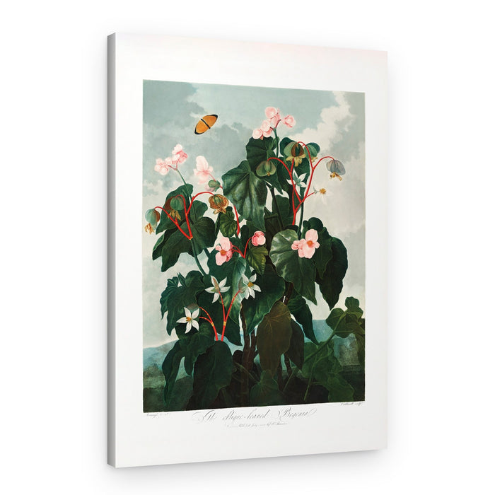 The Oblique–Leaved Begonia from The Temple of Flora (1807) – Canvas Print