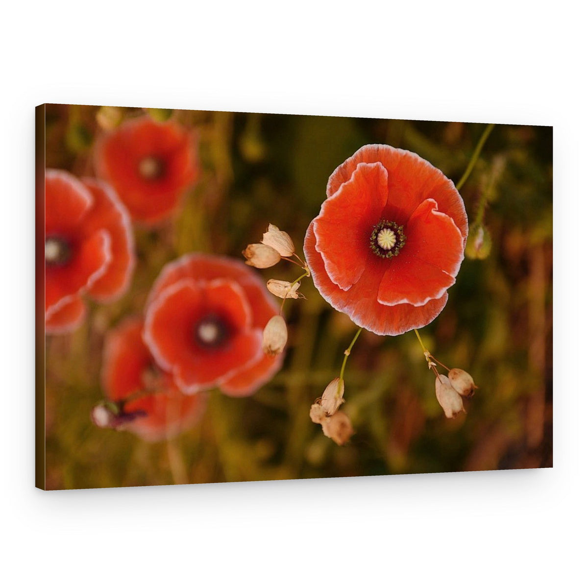 Vibrant Red Poppy – Canvas Print