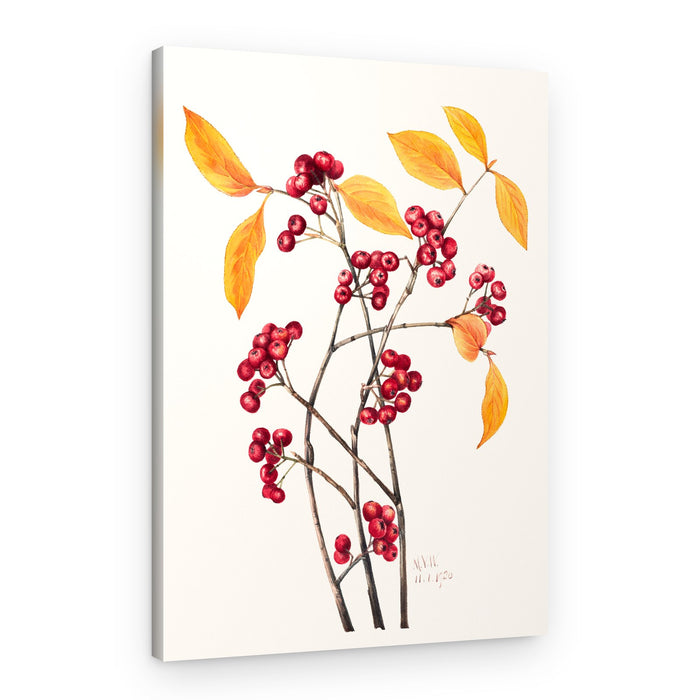 Red Chokeberry (1920) – Canvas Print