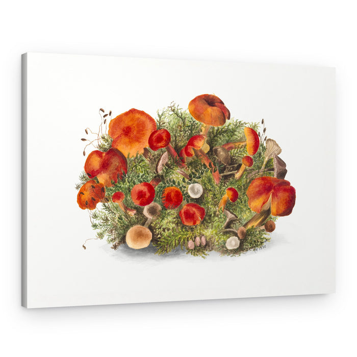Study of Mushrooms (1880) Horizontal – Canvas Print
