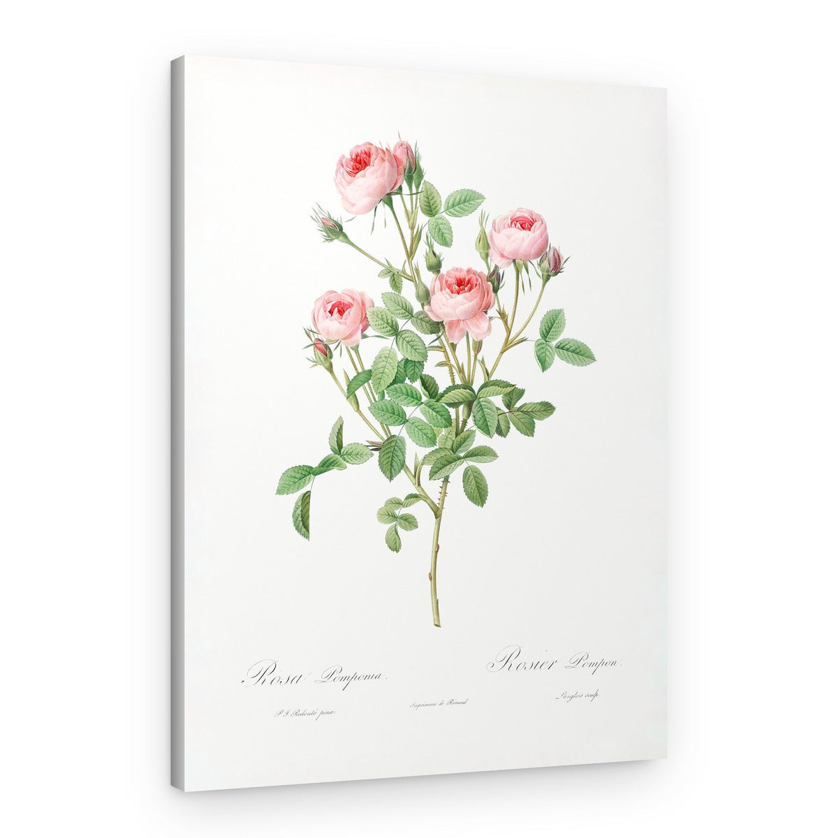 Burgundian Rose, Les Roses (1817–1824) – Canvas Print