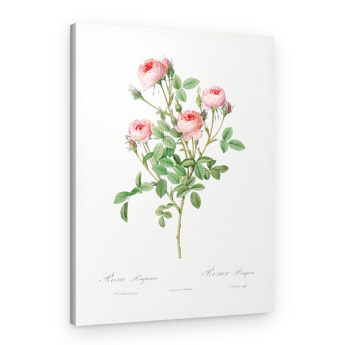 Burgundian Rose, Les Roses (1817–1824) – Canvas Print