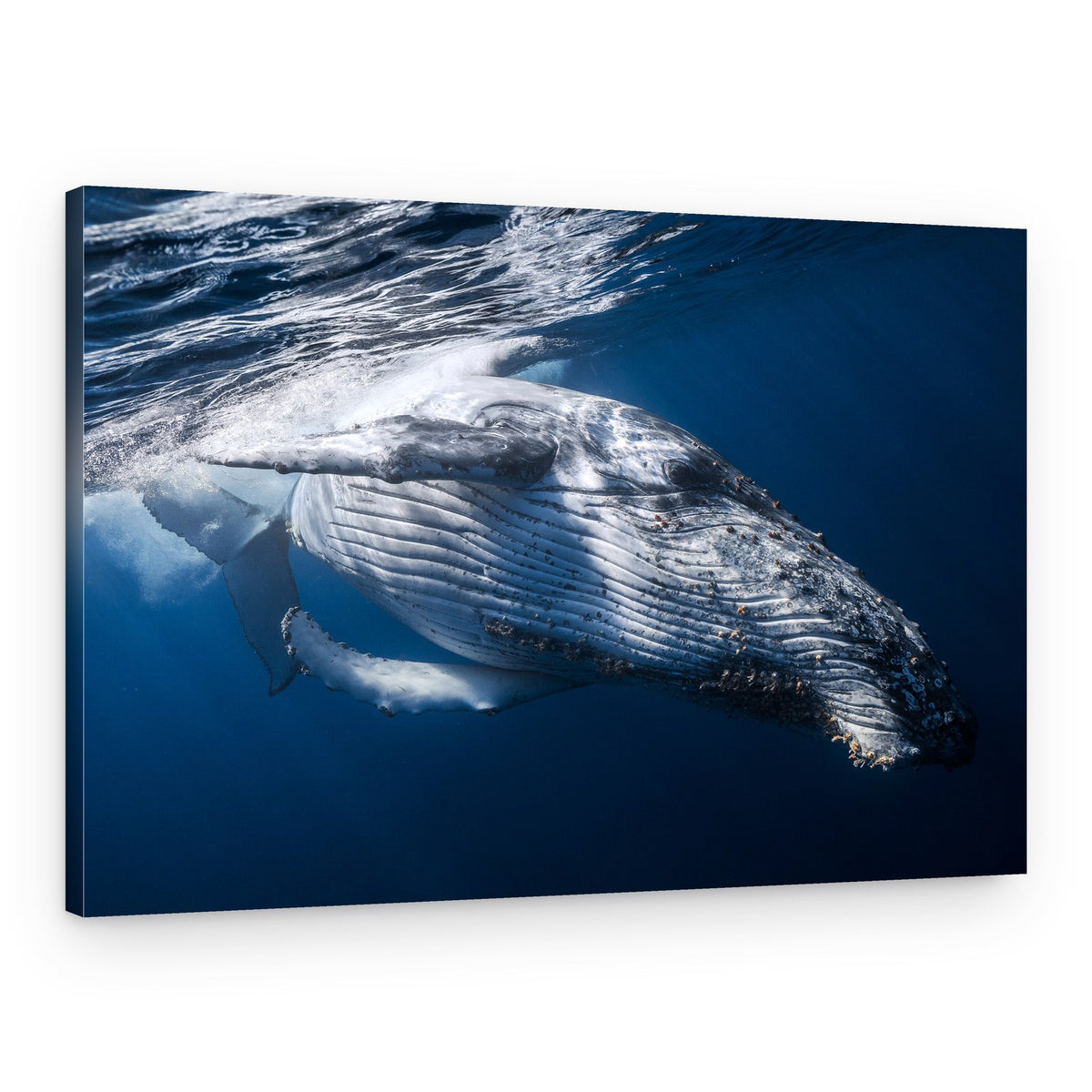 Majestic Humpback Whale – Canvas Print