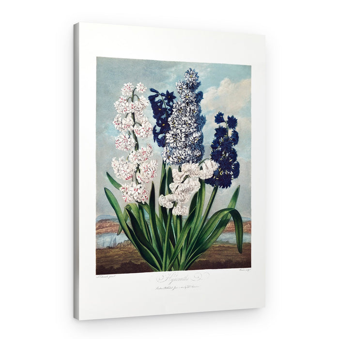 Hyacinths from The Temple of Flora (1807) – Canvas Print