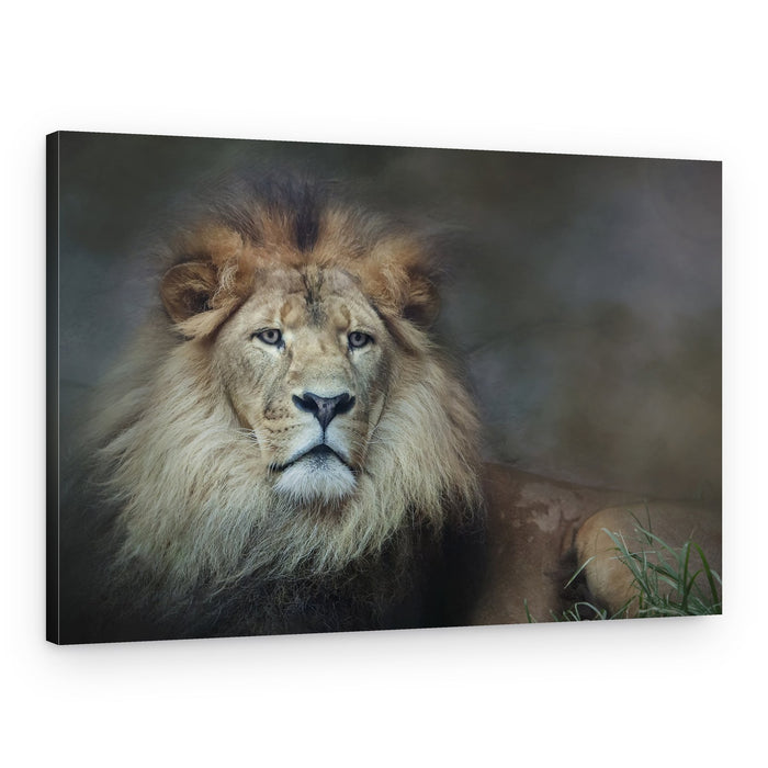 Regal Lion's Gaze – Canvas Print