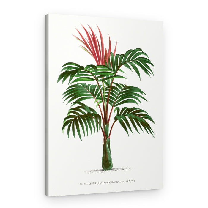 Kentiopsis – Canvas Print