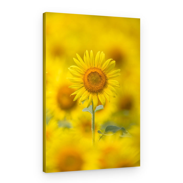 Sunflower Standing Tall – Canvas Print