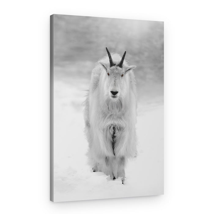 Majestic Mountain Goat – Canvas Print