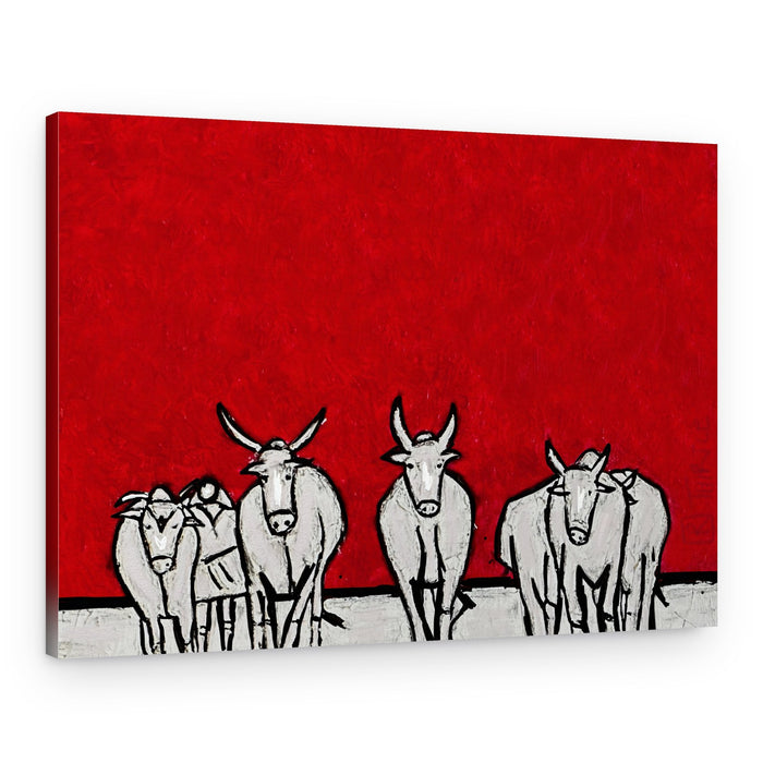 Bold White Cattle – Canvas Print