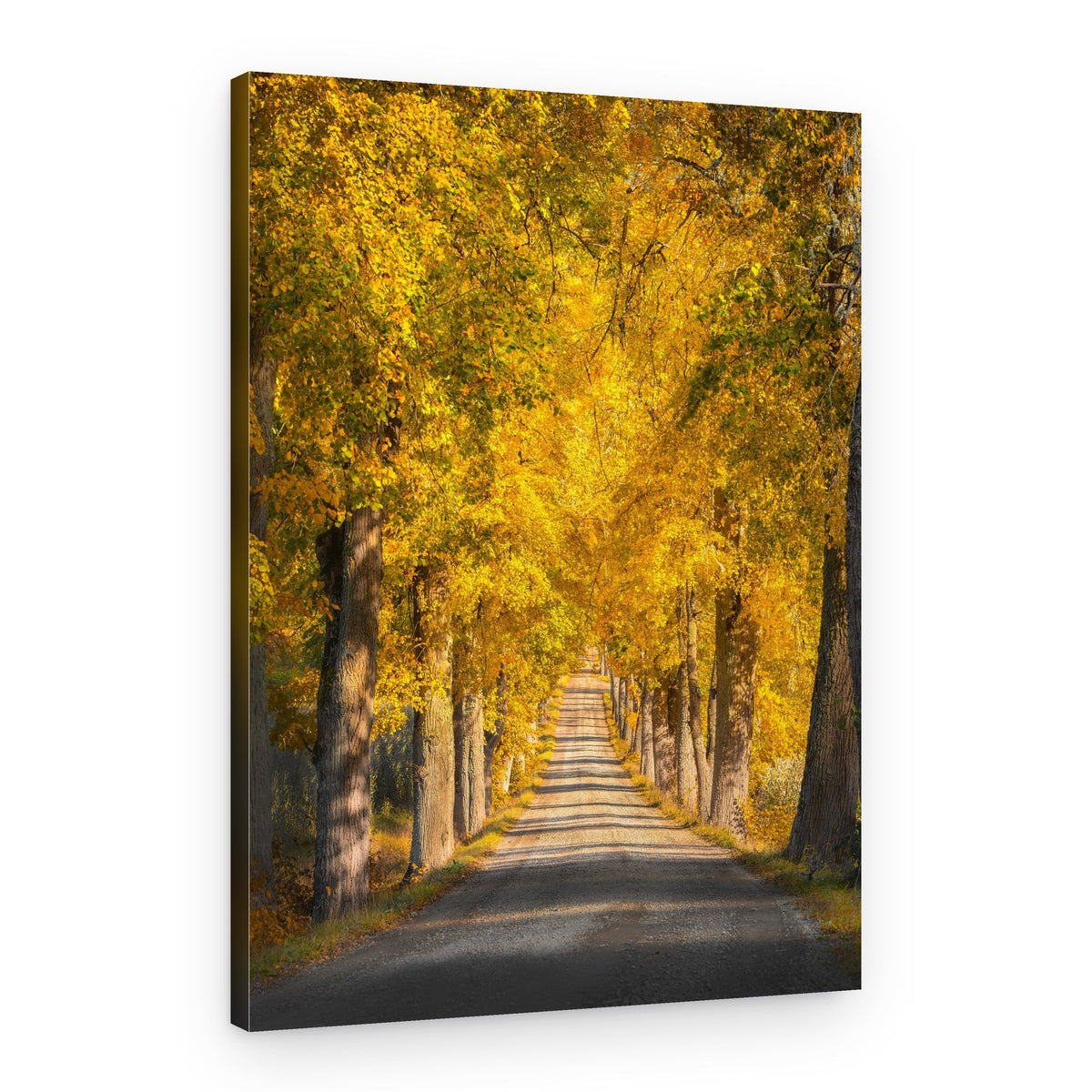 Golden Autumn Road – Canvas Print