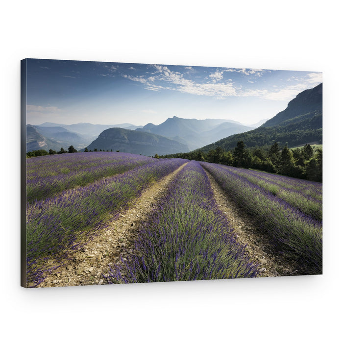 Lavender Hills – Canvas Print