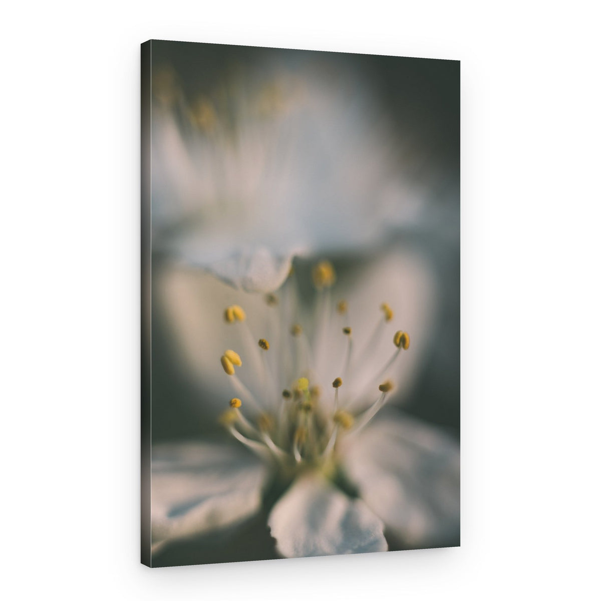 Delicate Spring Blossom – Canvas Print
