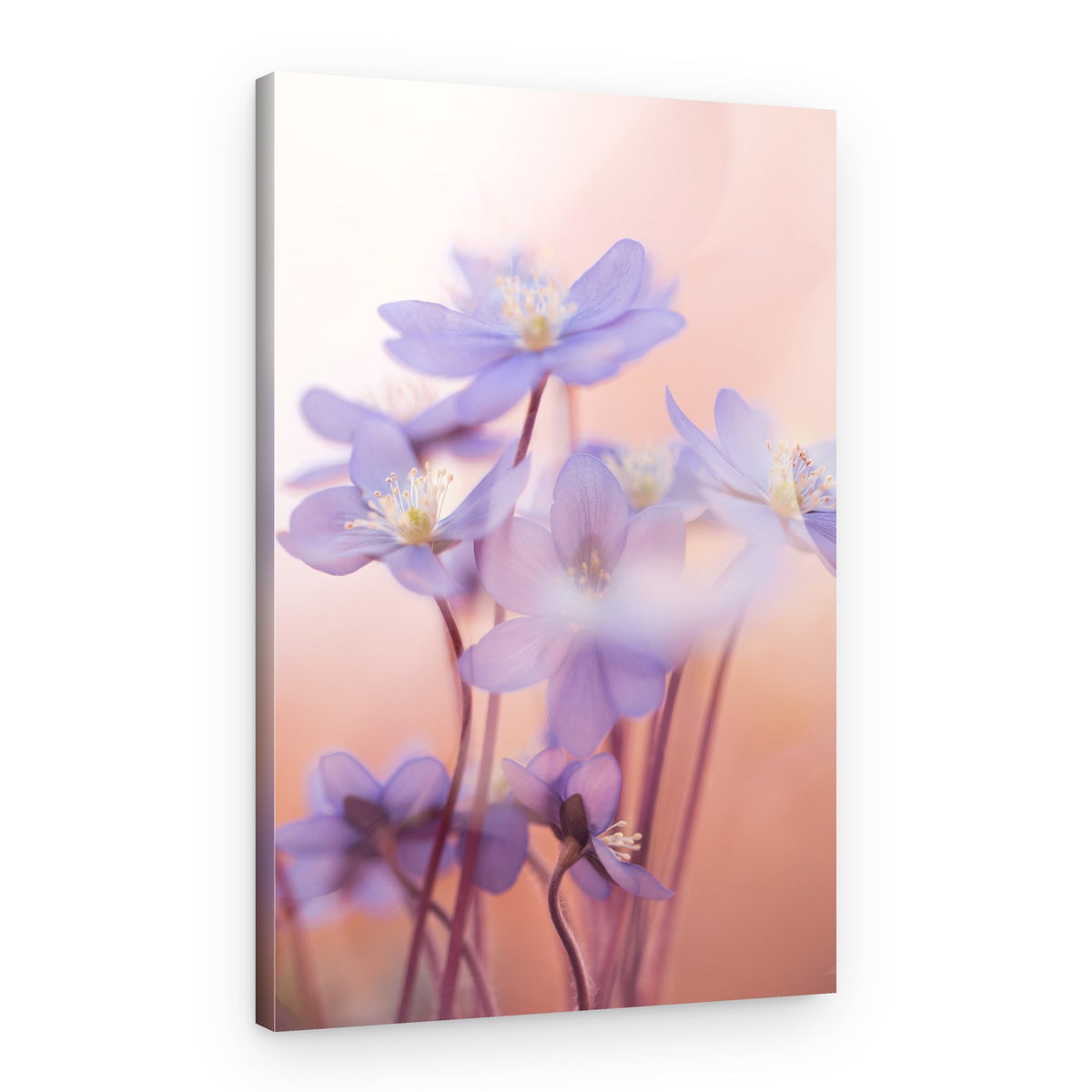 Soft Purple Blooms – Canvas Print