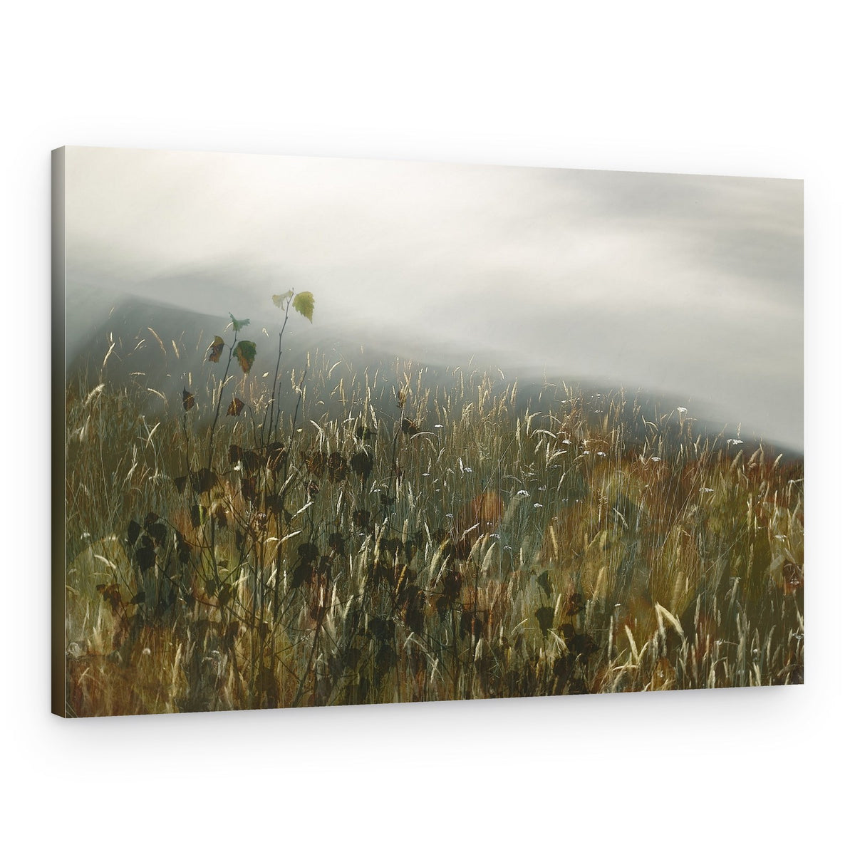 In the field – Canvas Print