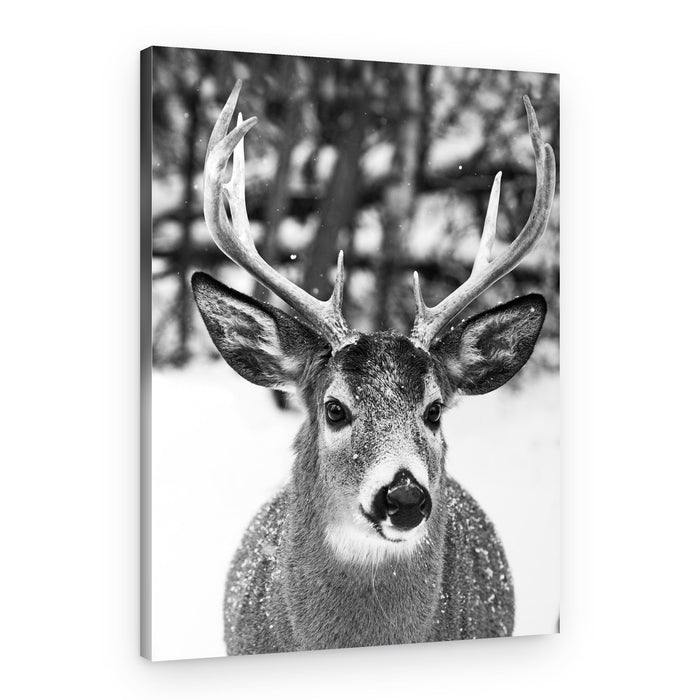 Majestic Winter Buck – Canvas Print