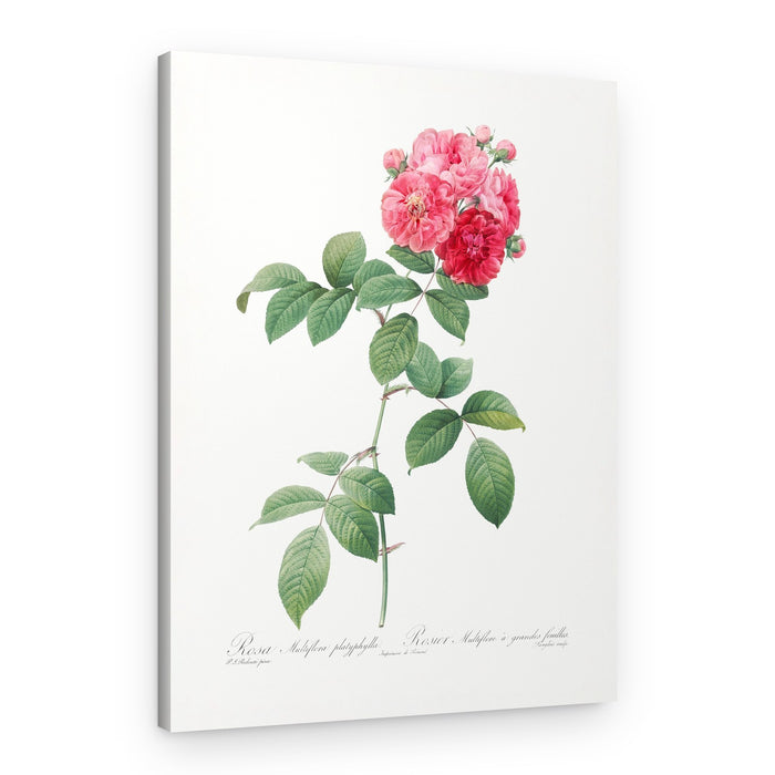 Seven Sisters Roses, Les Roses (1817–1824) – Canvas Print