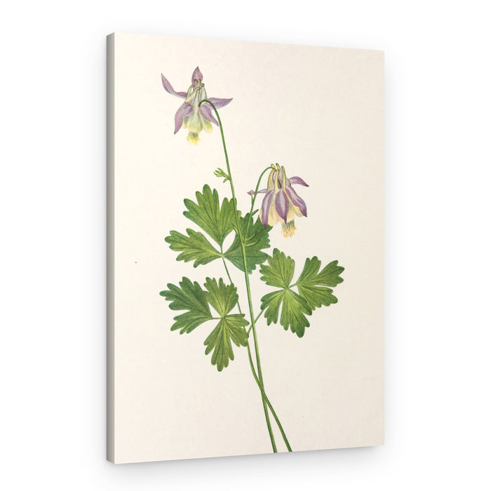 Shortspur Columbine From North American Wildflowers (1925) By Mary Vaux Walcott – Canvas Print